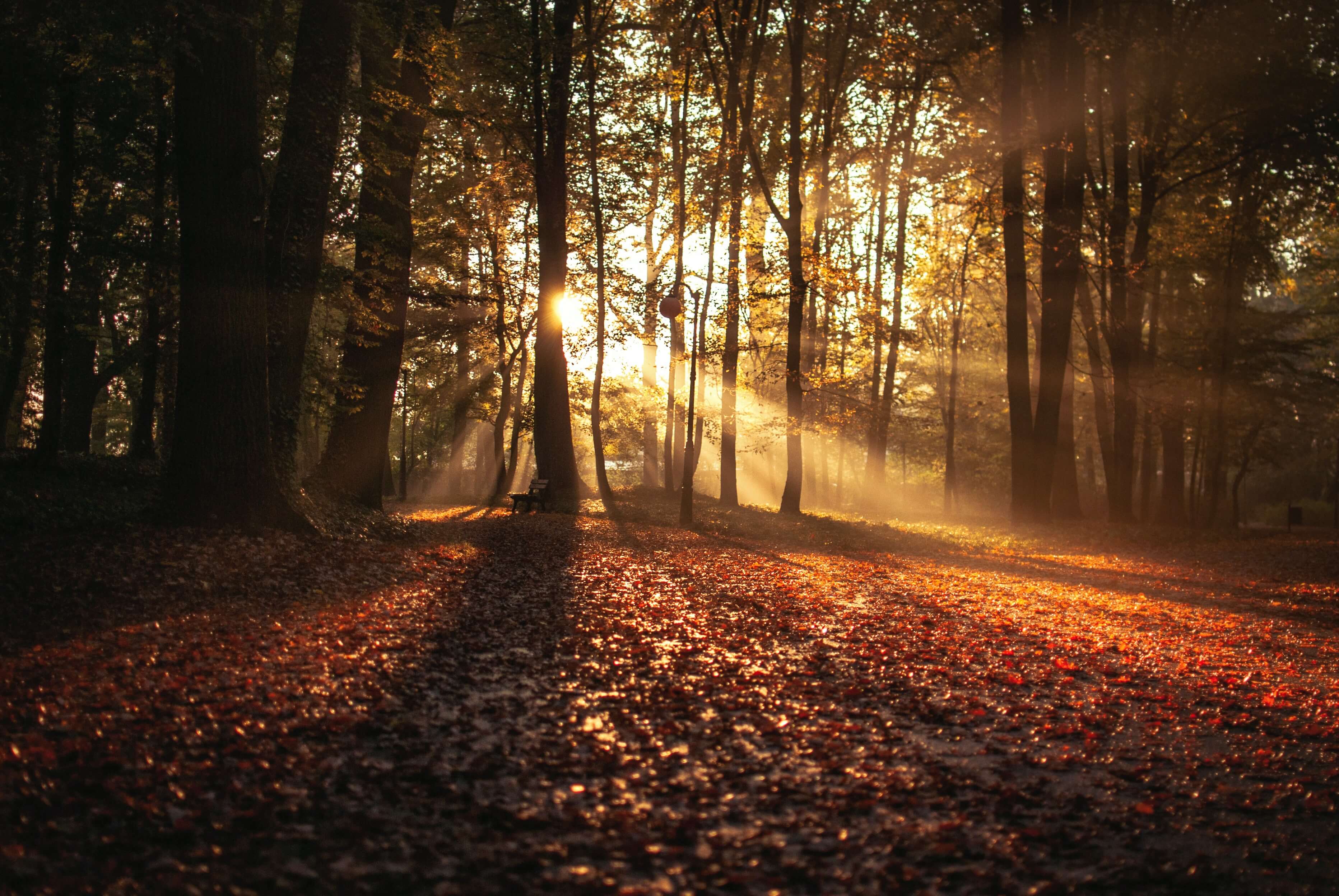 sun rays in the woods