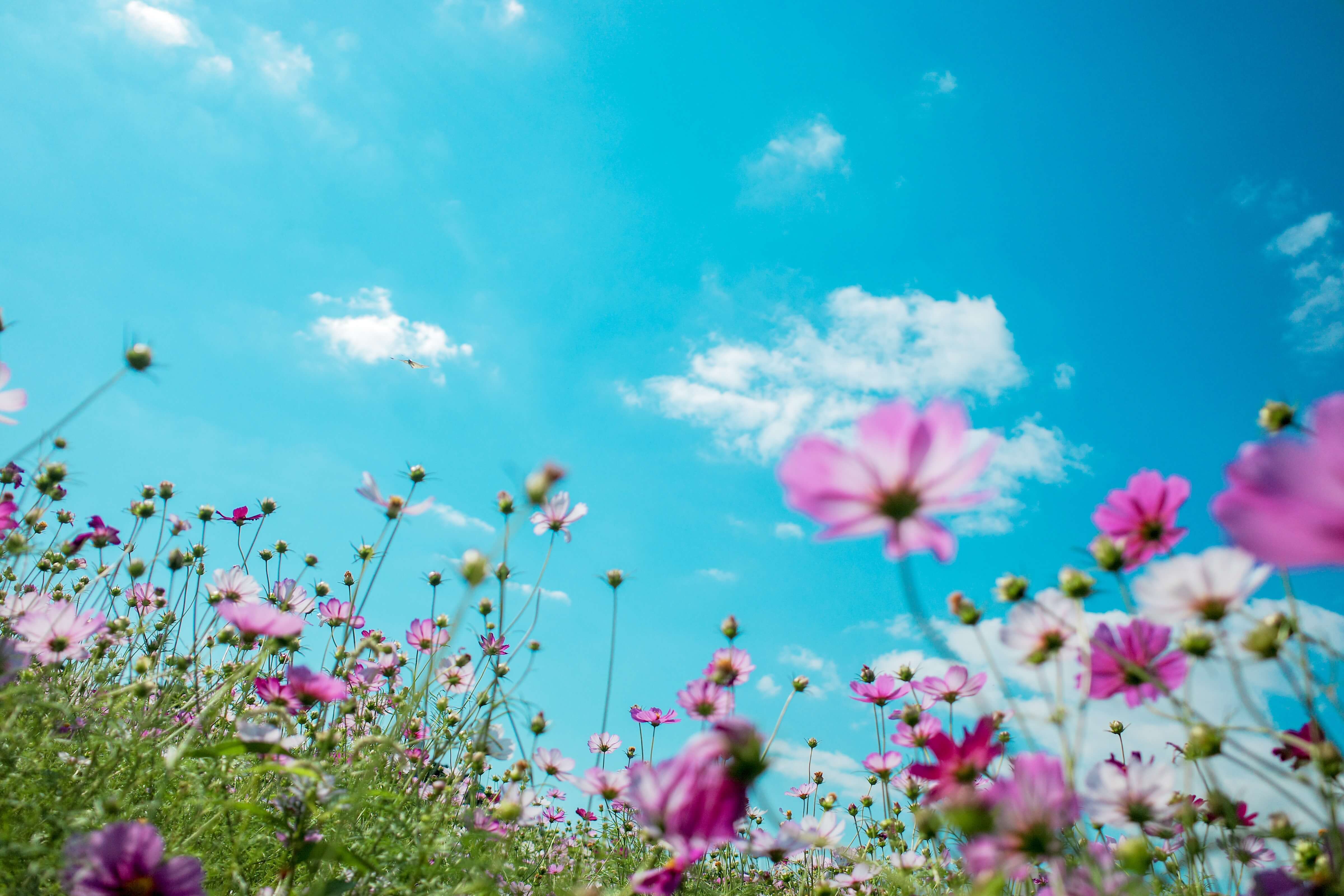 flowers under the blue sky