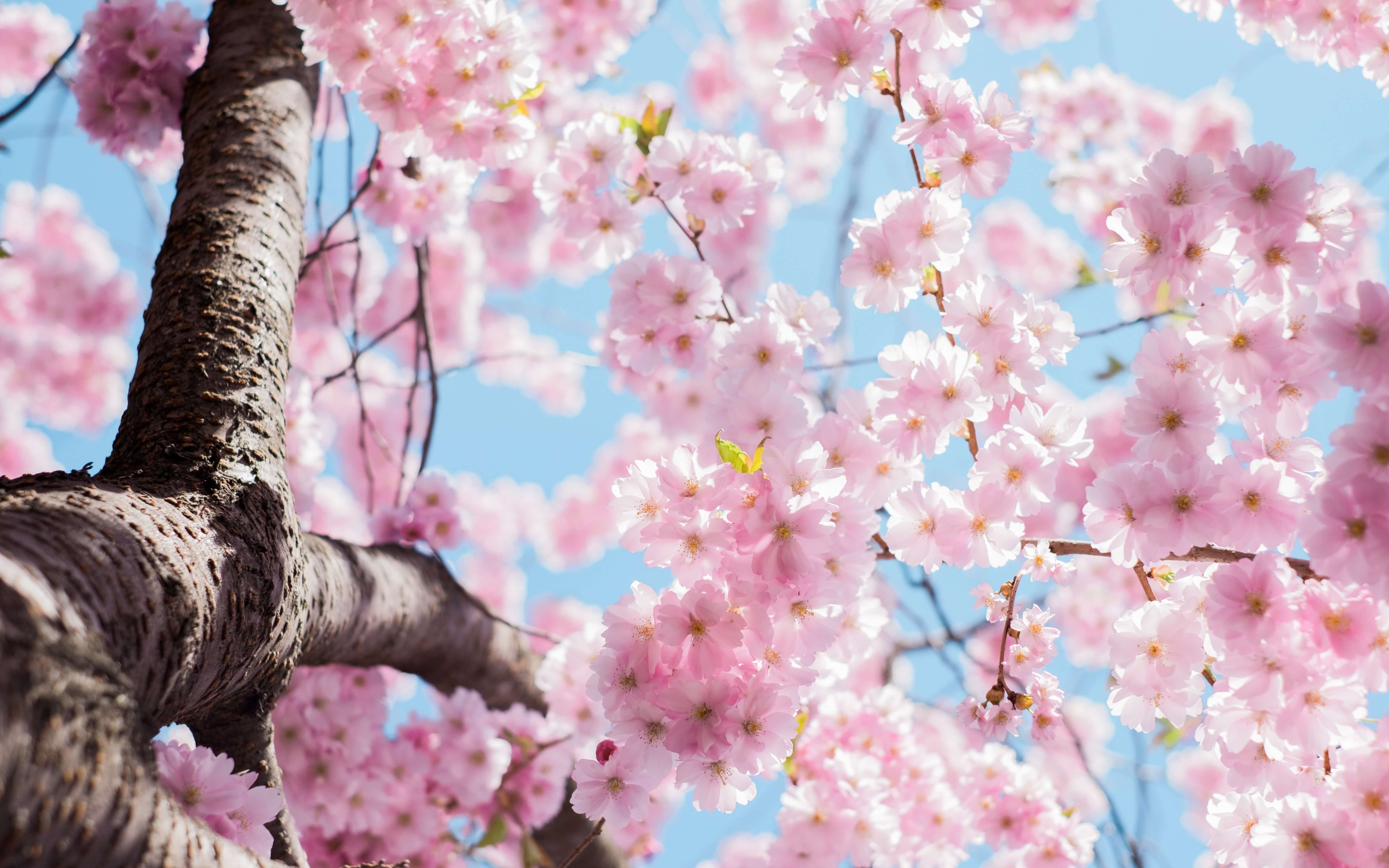 lots of cherry bossom flowers on the cherry bossom tree