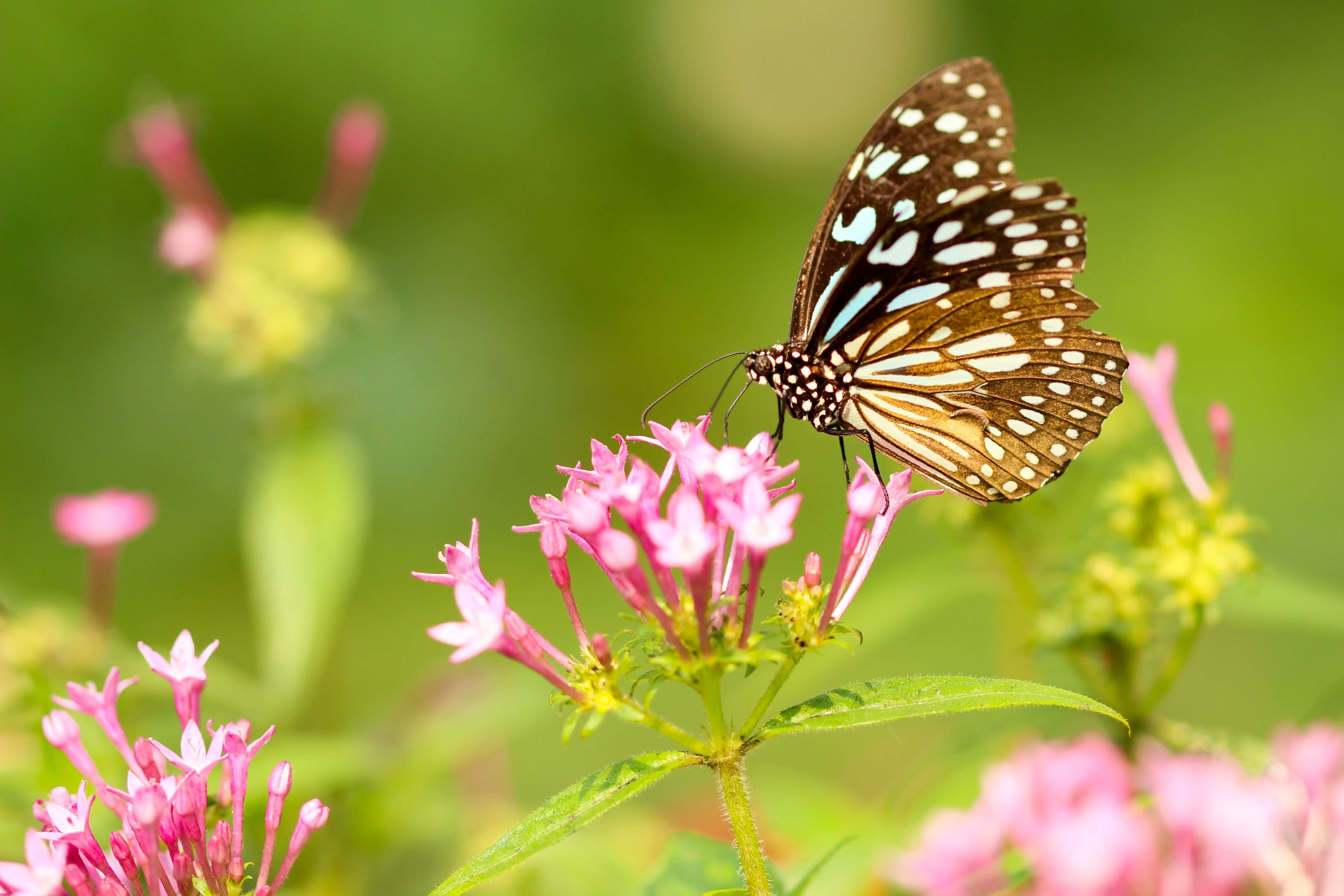 butterfly on a flower