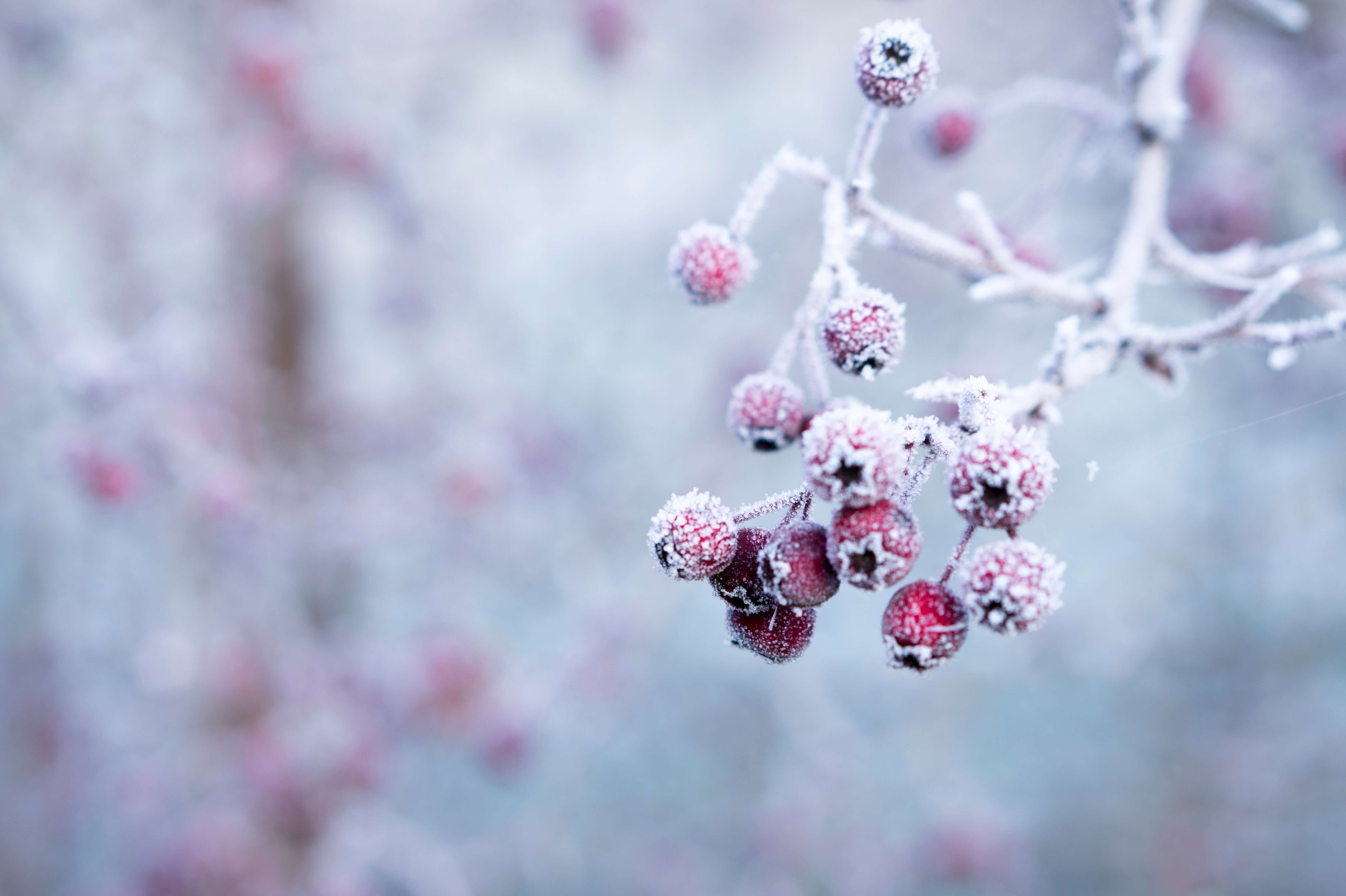 red berries covered by frost